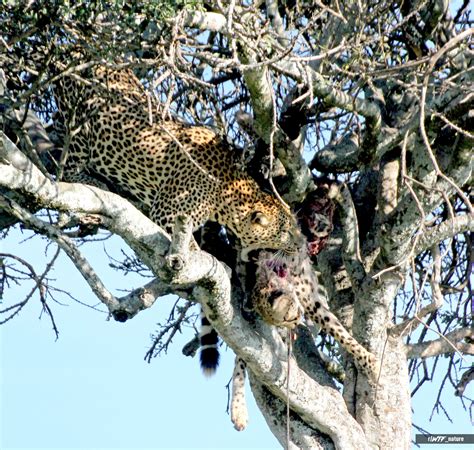 Leopard Eating A Cheetah Rnatureismetal