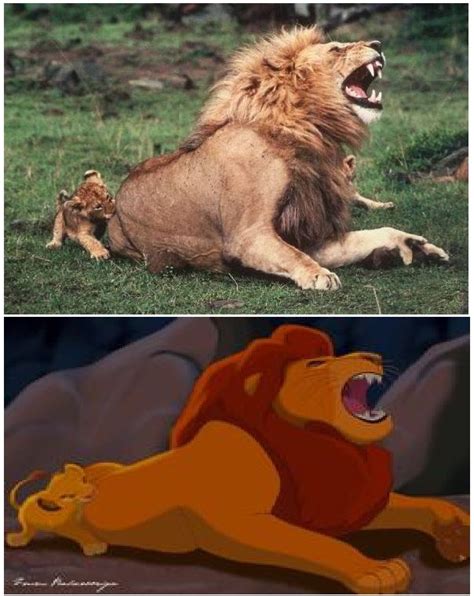 Taking over the marsh lions' pride; lion king in real life | Lion king funny, Lion king ...