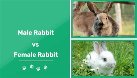 Male Vs Female Rabbits Whats The Difference Pros And Cons Pet Keen