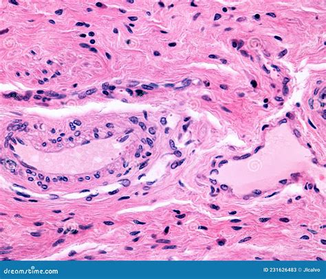 Arteriole And Venule Stock Illustration Illustration Of Histology