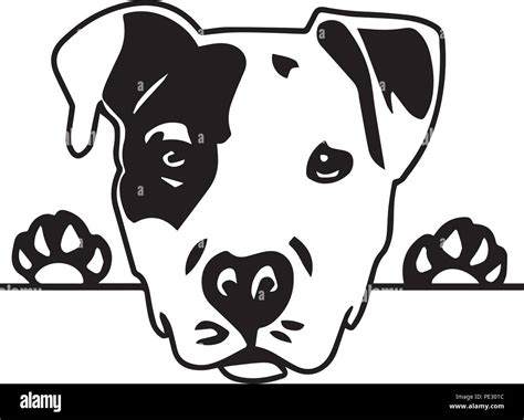 Pit Bull Pitbull Dog Dog Breed Pet Puppy Isolated Head Face Stock