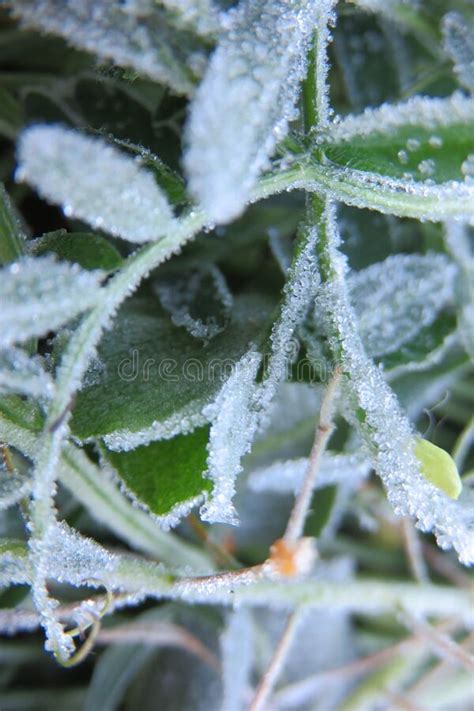 Closeup Of Frost Ice Crystals On Plant Leaves Stock Photo Image Of