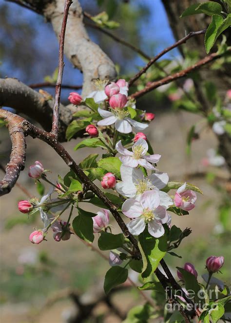 Apple Blossom Hill Photograph By Carol Groenen