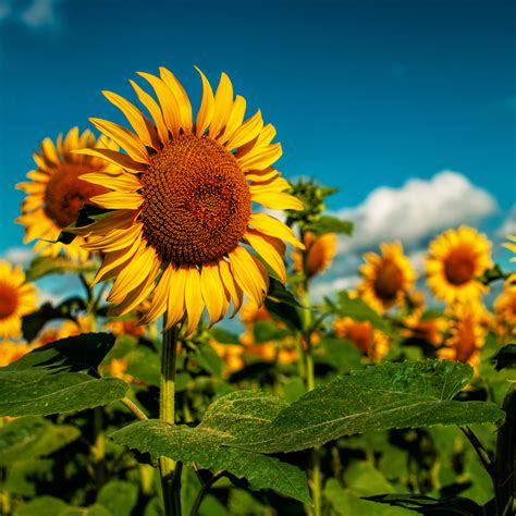 Sunflower Fragrance Oil