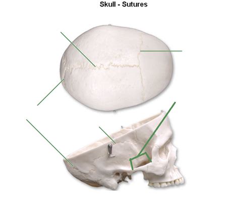 Skull Sutures Diagram Quizlet