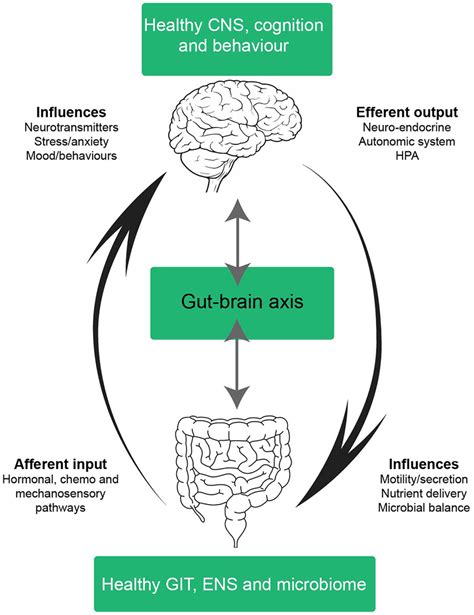 Schematic Of A Healthy Gut Brain Axis The Arrows Highlight The