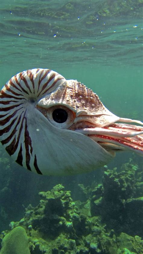 Swimming Chambered Nautilus Pictures Of Sea Creatures Underwater