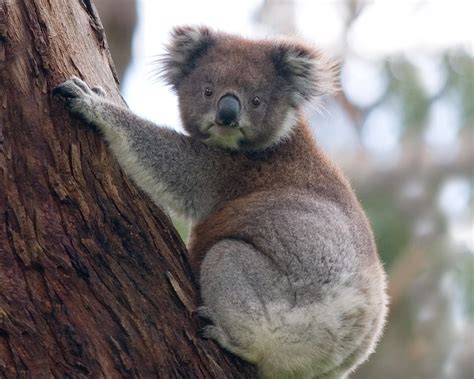 Qq Wallpapers Animal Koala Bear Free Wallpapers