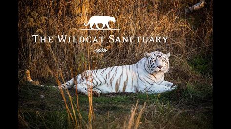 The Wildcat Sanctuary Youtube