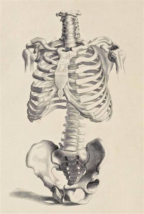 Human Skeleton Anatomy Human Anatomy Art Anatomy Drawing Medical