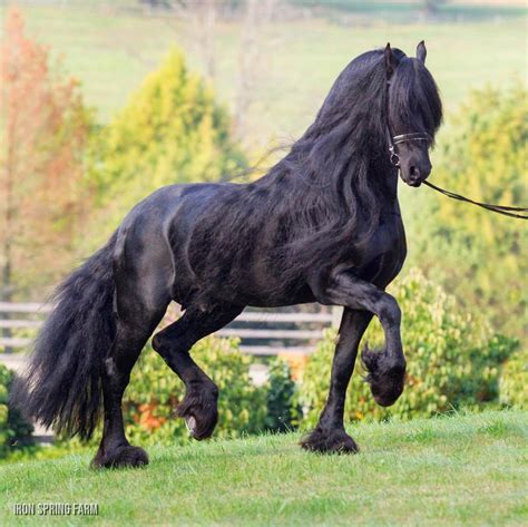 Top 10 Most Beautiful Horse Breeds In The Usa Exploring Usa