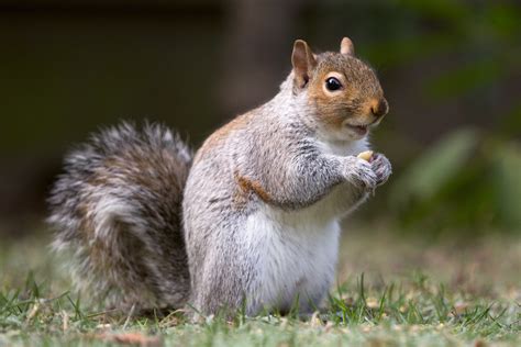 11 Of The Most Awesome Facts You Probably Didnt Know About Squirrels