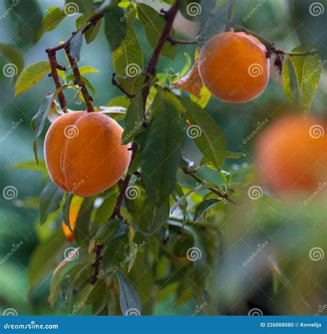 Peach Tree With Ripening Fruits Stock Photo Image Of Healthy Fresh