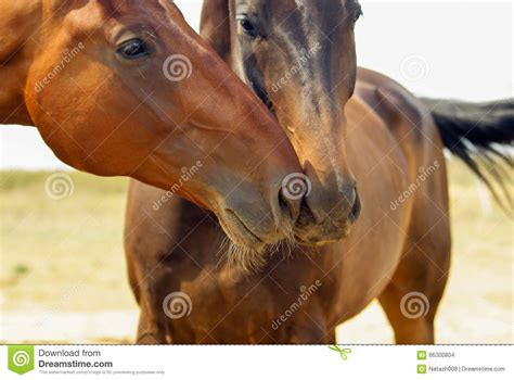 Two Brown Horse Walking Stock Photo Image Of Field Winter 66300804
