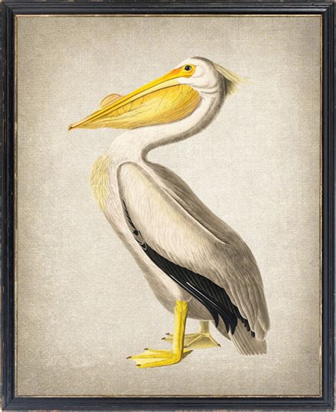 Audubon American White Pelican Digital Download Print Etsy