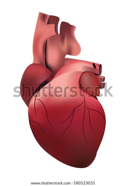 Human Heart Organ Stock Vector Royalty Free 580523035