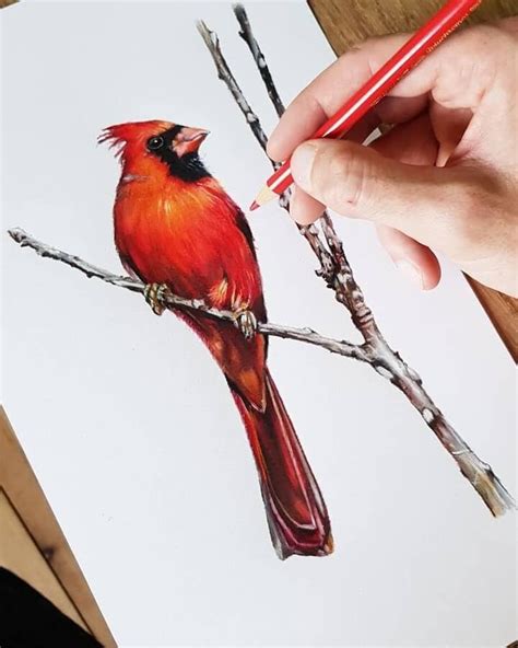 Northern Cardinal By T Strutton Cardinal Drawing Cardinal Painting