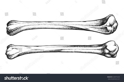 Hand Drawn Realistic Human Bones Vector Illustration 428974228
