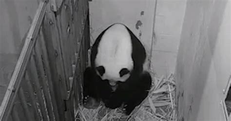 Giant Panda Gives Birth At Smithsonians National Zoo Cbs News