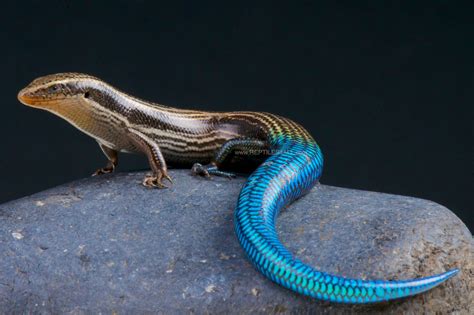 Gran Canaria Blue Tailed Skink Chalcides Sexlineatus Amphibians