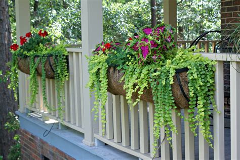 For example, each side of the window box may hang 3 inches (7.6 cm) over the brackets.6 x research source. Coleus & creeping jenny window boxes. | Balconies ...