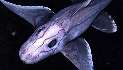 Weirdest Sea Creatures Weird Sea Creatures Scary Sea