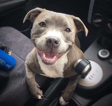 Look At That Smile Pitbull Pitbull Dog Puppy Cute Animals Blue