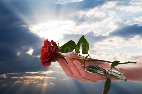 Holding Red Rose In Romantic Scenery Stock Photo Image Of Celebration