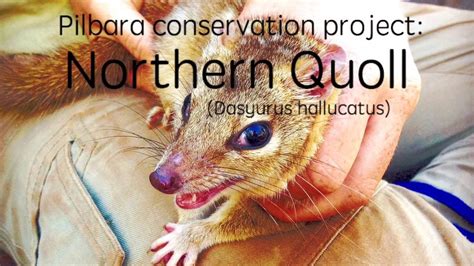 Northern Quoll Vs Feral Cat Youtube