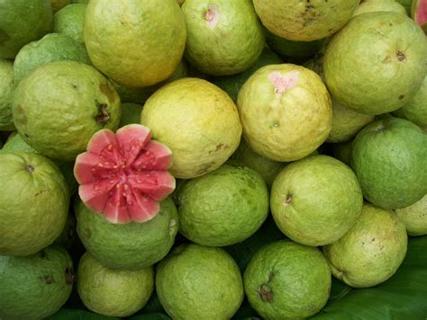 Guava A Fruit Of Adaptability Superfruit Kulwinder Singh A Blog