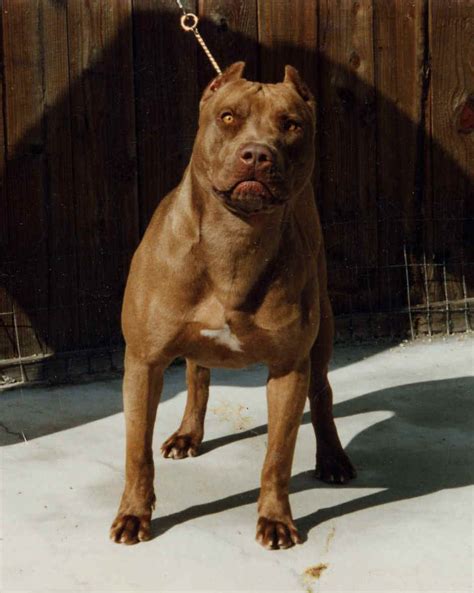 Dog Breed Directory American Pit Bull Terrier Dog Breed