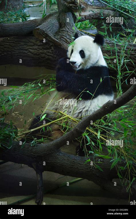 Giant Panda Bear Ailuropoda Melanoleuca Female Yang Yang Eats Bamboo
