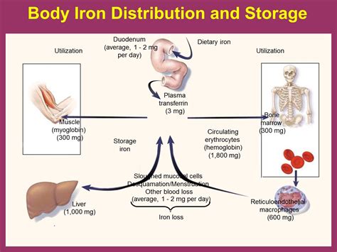 There are basically three main ways you can become iron deficient. اهمية الحديد للجسم | المرسال