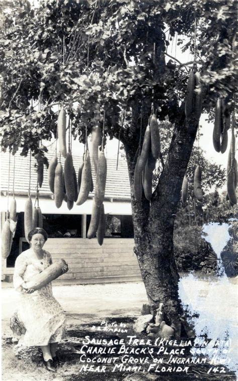 Sausage Tree At Charlie Blacks Place Coconut Grove Florida