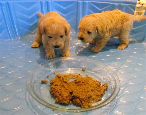 The changes are visible in the stool. Growing Puppies - Virginia Schnoodle Breeder ...