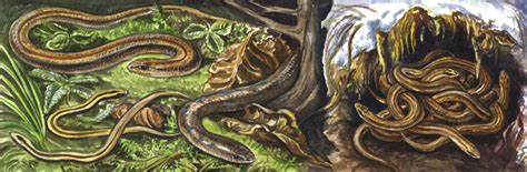 From middle high german blintslīche, corresponding to blind +‎ schleicher, from schleichen (to sneak; Blindschleiche | Fauna | Natur im Austria-Forum