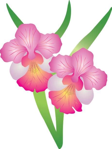 Maybe you would like to learn more about one of these? Best Vanda Orchid Illustrations, Royalty-Free Vector ...