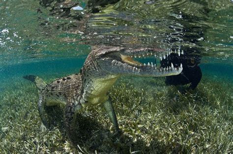 Life Risking Photography Of Ten Foot Long American Crocodile By Rodrigo