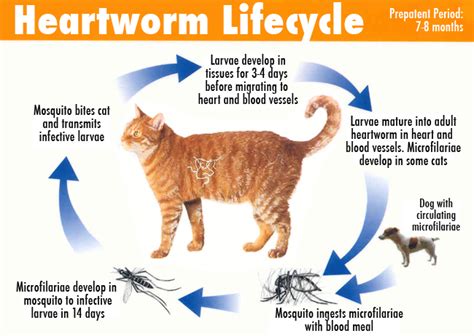 Heartworm In Cats Symptoms Diagnosis Treatment Pets Wiki