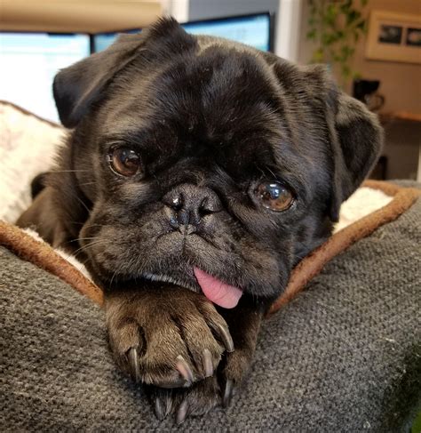 Tongue Out Tuesday Rpugs