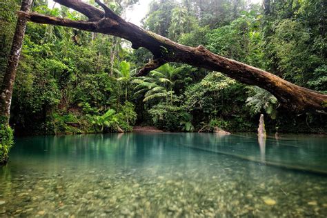 Daintree Rainforest Tour Via Mossman Gorge Tonys Tropical Tours
