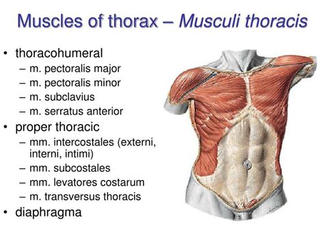 Muscles Of The Thoracic Region