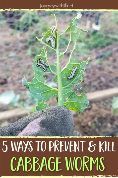 Insects (such as white grubs and chinch bugs) feed at or below or do you live in a lush tropical area with rich soil, where the biggest problem might be narrowing down the choices of grasses and. 5 Organic Cabbage Worm Pest Control Methods - The Beginner ...
