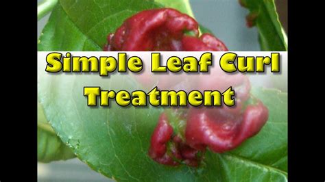 How To Treat Leaf Curl In Peaches Best Treatment Youtube