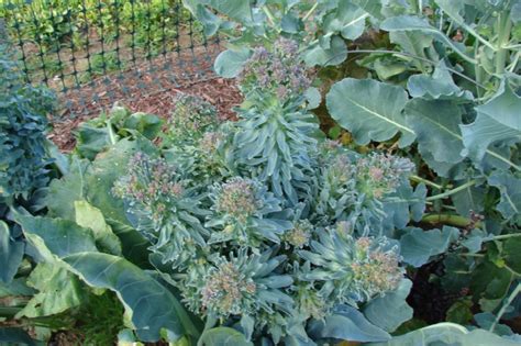 Growing Romanesco Broccoli