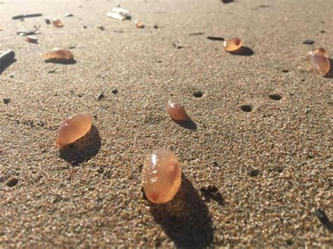 Thousands Of Strange Jelly Pods Wash Up On California Beach