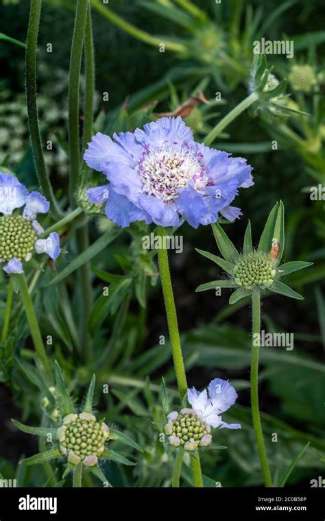 Scabiosa Caucasica High Resolution Stock Photography And Images Alamy