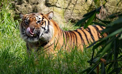 Sumatran Tiger Zoochat