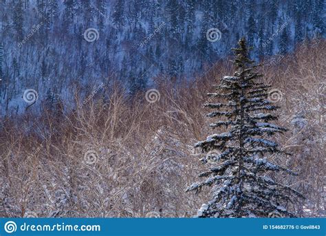 Winter Forest Landscape View From Mount Kurodake Stock Photo Image