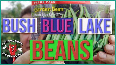 Bush Blue Lake Beans How To Grow Youtube